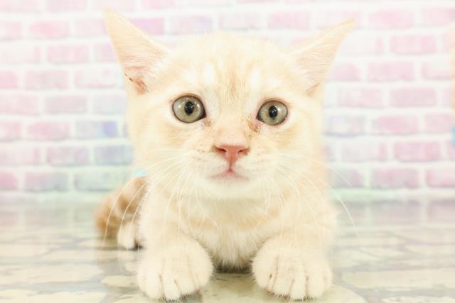 山梨県のブリティッシュショートヘアー (Coo&RIKU甲府昭和通り店/2026年2月7日生まれ/男の子/クリームタビー)の子猫の1枚目の画像