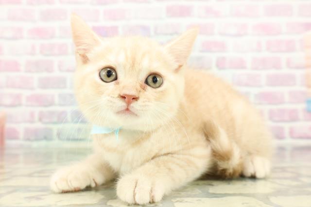 山梨県のブリティッシュショートヘアー (Coo&RIKU甲府昭和通り店/2026年2月7日生まれ/男の子/クリームタビー)の子猫の2枚目の画像