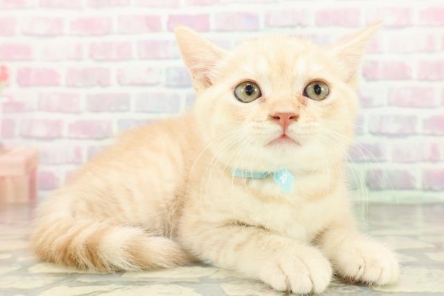 山梨県のブリティッシュショートヘアー (Coo&RIKU甲府昭和通り店/2026年2月7日生まれ/男の子/クリームタビー)の子猫の3枚目の画像