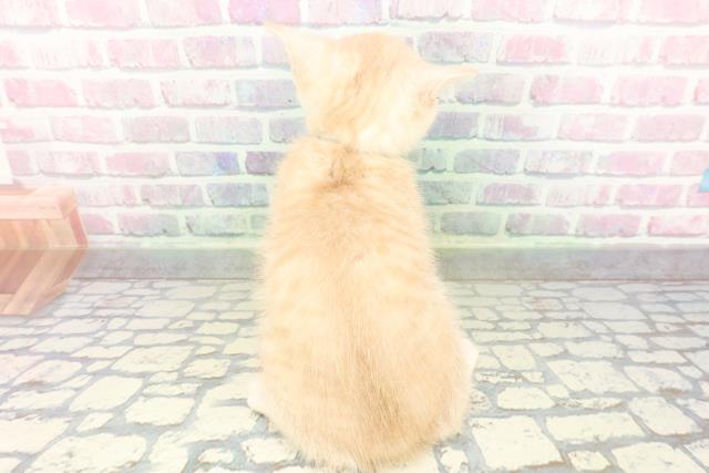 山梨県のブリティッシュショートヘアー (Coo&RIKU甲府昭和通り店/2026年2月7日生まれ/男の子/クリームタビー)の子猫の4枚目の画像