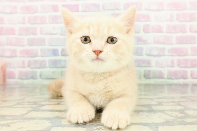 栃木県のブリティッシュショートヘアー (Coo&RIKUFKDインターパーク店/2026年2月7日生まれ/男の子/クリーム)の子猫の1枚目の画像