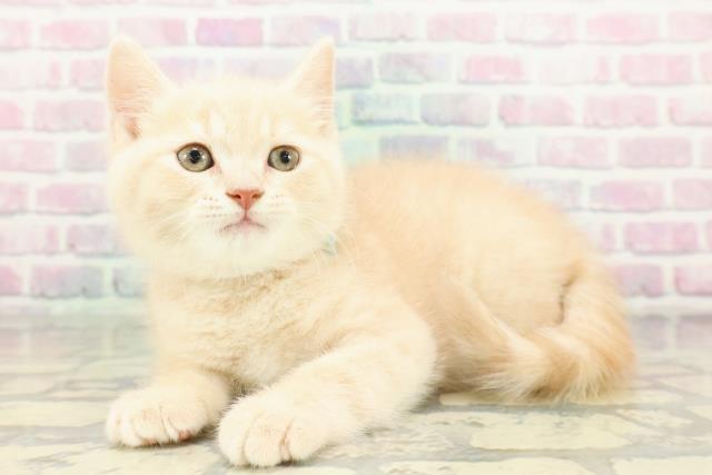 栃木県のブリティッシュショートヘアー (Coo&RIKUFKDインターパーク店/2026年2月7日生まれ/男の子/クリーム)の子猫の2枚目の画像