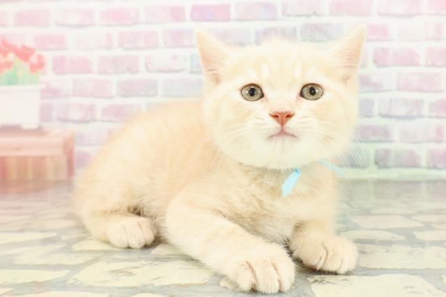 栃木県のブリティッシュショートヘアー (Coo&RIKUFKDインターパーク店/2026年2月7日生まれ/男の子/クリーム)の子猫の3枚目の画像