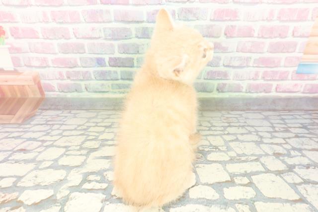 栃木県のブリティッシュショートヘアー (Coo&RIKUFKDインターパーク店/2026年2月7日生まれ/男の子/クリーム)の子猫の4枚目の画像