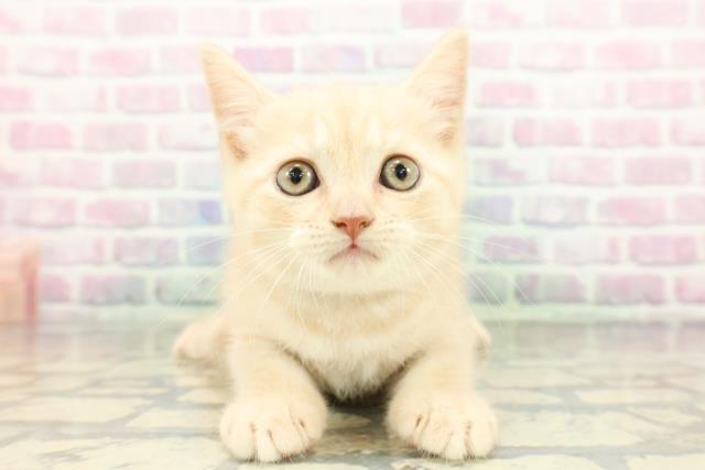 千葉県のブリティッシュショートヘアー (Coo&RIKUフレスポ稲毛店/2026年2月7日生まれ/男の子/クリームタビー)の子猫の1枚目の画像