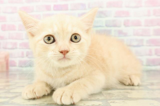 千葉県のブリティッシュショートヘアー (Coo&RIKUフレスポ稲毛店/2026年2月7日生まれ/男の子/クリームタビー)の子猫の2枚目の画像