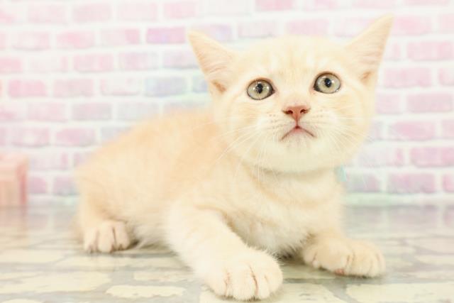 千葉県のブリティッシュショートヘアー (Coo&RIKUフレスポ稲毛店/2026年2月7日生まれ/男の子/クリームタビー)の子猫の3枚目の画像