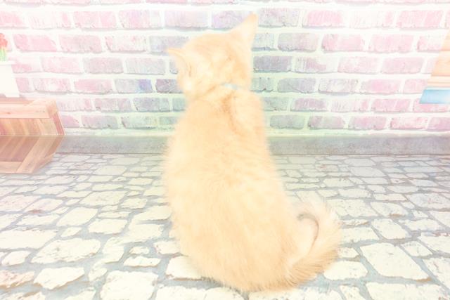 千葉県のブリティッシュショートヘアー (Coo&RIKUフレスポ稲毛店/2026年2月7日生まれ/男の子/クリームタビー)の子猫の4枚目の画像