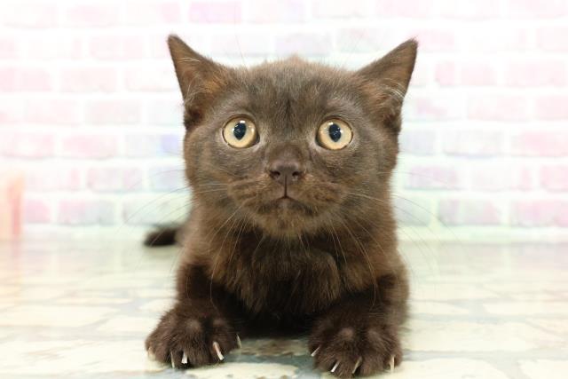 埼玉県のブリティッシュショートヘアー (Coo&RIKU熊谷ニットーモール店/2026年1月28日生まれ/男の子/ブラック)の子猫の1枚目の画像