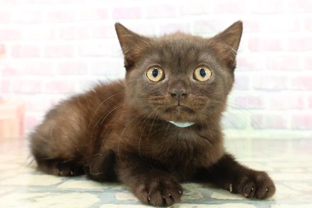 埼玉県のブリティッシュショートヘアー (Coo&RIKU熊谷ニットーモール店/2026年1月28日生まれ/男の子/ブラック)の子猫の3枚目の画像