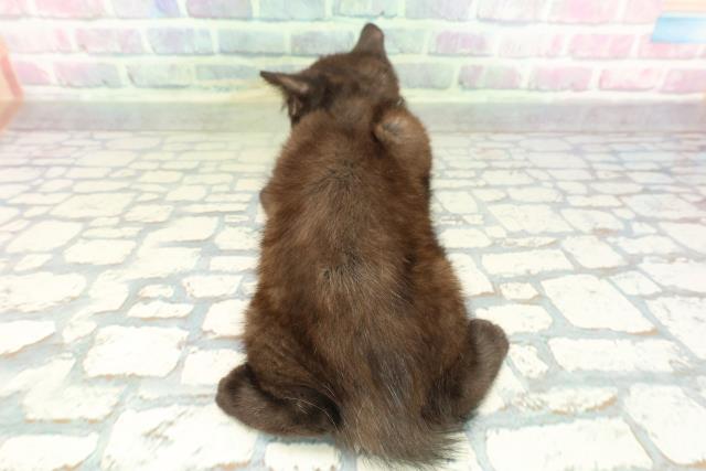 埼玉県のブリティッシュショートヘアー (Coo&RIKU熊谷ニットーモール店/2026年1月28日生まれ/男の子/ブラック)の子猫の4枚目の画像