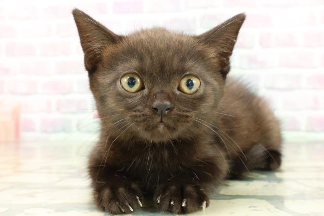 長野県のブリティッシュショートヘアー (Coo&RIKU松本店/2026年1月28日生まれ/女の子/ブラック)の子猫