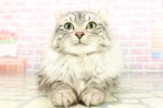 長野県のアメリカンカール (Coo&RIKU松本店/2025年7月31日生まれ/男の子/シルバータビー)の子猫