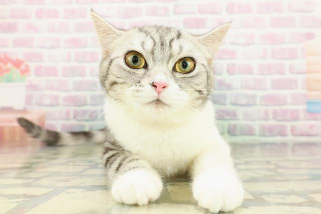 千葉県のスコティッシュフォールド (Coo&RIKUフレスポ稲毛店/2025年9月28日生まれ/女の子/シルバータビーホワイト)の子猫の1枚目の画像