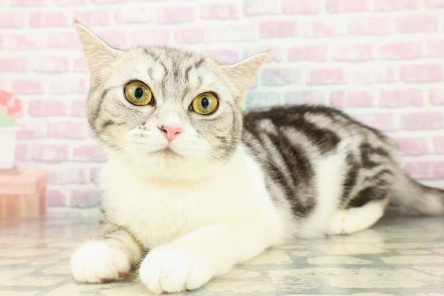 千葉県のスコティッシュフォールド (Coo&RIKUフレスポ稲毛店/2025年9月28日生まれ/女の子/シルバータビーホワイト)の子猫の2枚目の画像