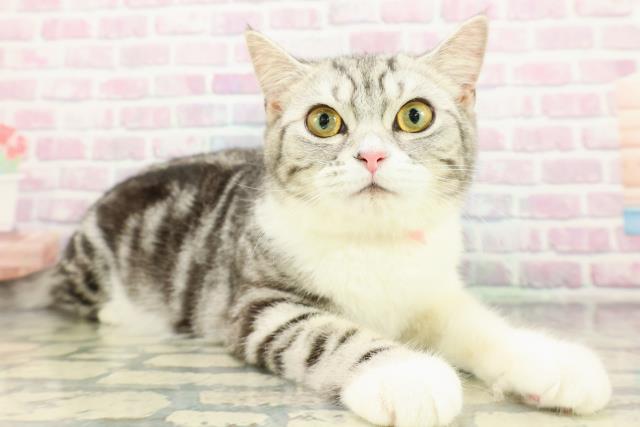 千葉県のスコティッシュフォールド (Coo&RIKUフレスポ稲毛店/2025年9月28日生まれ/女の子/シルバータビーホワイト)の子猫の3枚目の画像