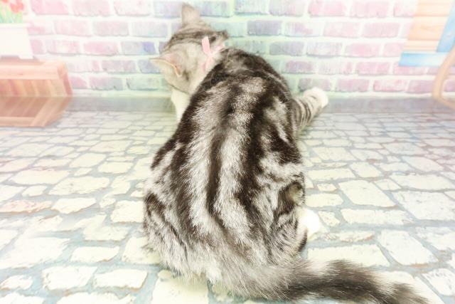 千葉県のスコティッシュフォールド (Coo&RIKUフレスポ稲毛店/2025年9月28日生まれ/女の子/シルバータビーホワイト)の子猫の4枚目の画像