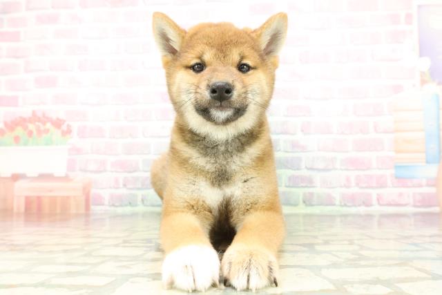 山梨県の柴犬(標準サイズ) (Coo&RIKU甲府昭和通り店/2026年2月5日生まれ/男の子/赤)の子犬の1枚目の画像