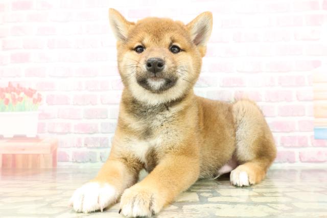 山梨県の柴犬(標準サイズ) (Coo&RIKU甲府昭和通り店/2026年2月5日生まれ/男の子/赤)の子犬の2枚目の画像