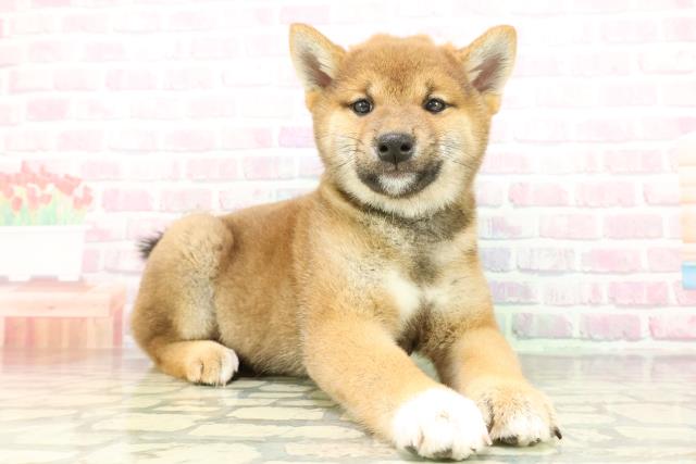 山梨県の柴犬(標準サイズ) (Coo&RIKU甲府昭和通り店/2026年2月5日生まれ/男の子/赤)の子犬の3枚目の画像