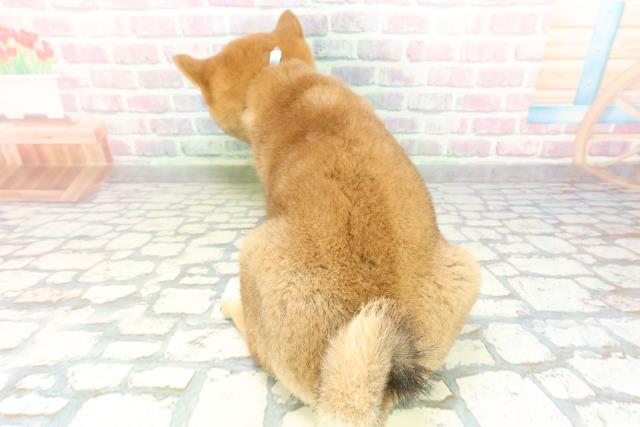 山梨県の柴犬(標準サイズ) (Coo&RIKU甲府昭和通り店/2026年2月5日生まれ/男の子/赤)の子犬の4枚目の画像