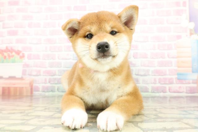 千葉県の柴犬(標準サイズ) (Coo&RIKUアクロスモール新鎌ケ谷店/2026年2月5日生まれ/女の子/赤)の子犬の1枚目の画像