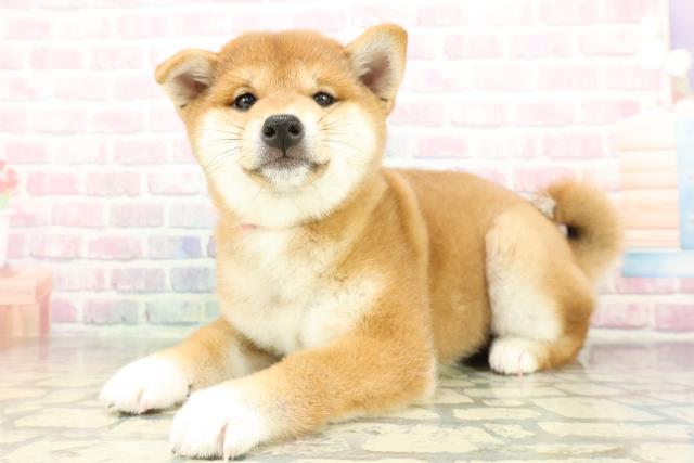 千葉県の柴犬(標準サイズ) (Coo&RIKUアクロスモール新鎌ケ谷店/2026年2月5日生まれ/女の子/赤)の子犬の2枚目の画像