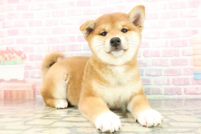 千葉県の柴犬(標準サイズ) (Coo&RIKUアクロスモール新鎌ケ谷店/2026年2月5日生まれ/女の子/赤)の子犬の3枚目の画像