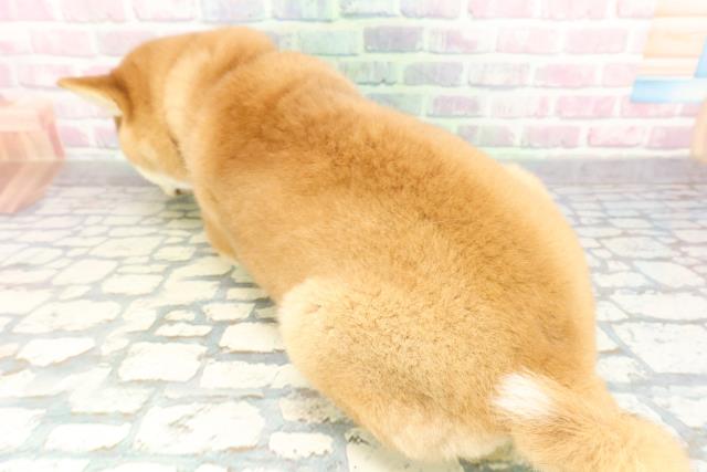 千葉県の柴犬(標準サイズ) (Coo&RIKUアクロスモール新鎌ケ谷店/2026年2月5日生まれ/女の子/赤)の子犬の4枚目の画像