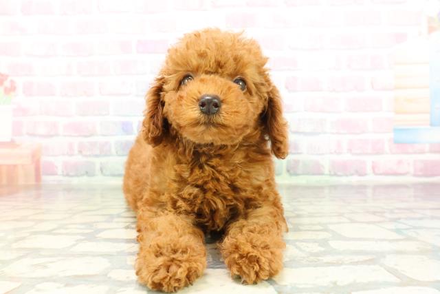 北海道のトイプードル(トイ) (Coo&RIKU苫小牧店/2026年2月6日生まれ/男の子/レッド)の子犬の1枚目の画像