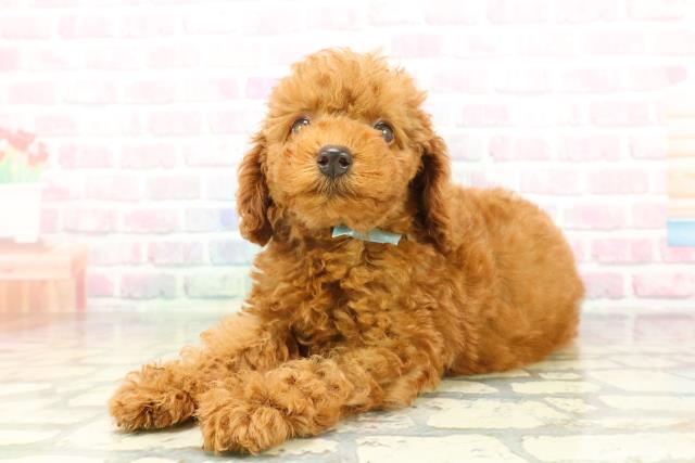 北海道のトイプードル(トイ) (Coo&RIKU苫小牧店/2026年2月6日生まれ/男の子/レッド)の子犬の2枚目の画像