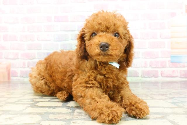 北海道のトイプードル(トイ) (Coo&RIKU苫小牧店/2026年2月6日生まれ/男の子/レッド)の子犬の3枚目の画像