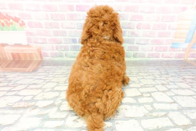 北海道のトイプードル(トイ) (Coo&RIKU苫小牧店/2026年2月6日生まれ/男の子/レッド)の子犬の4枚目の画像