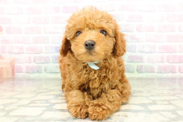 北海道のトイプードル(トイ) (Coo&RIKU函館店/2026年2月6日生まれ/男の子/レッド)の子犬