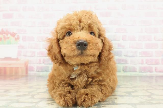 長野県のトイプードル(トイ) (Coo&RIKU松本店/2026年2月6日生まれ/男の子/レッド)の子犬の1枚目の画像