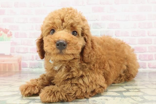 長野県のトイプードル(トイ) (Coo&RIKU松本店/2026年2月6日生まれ/男の子/レッド)の子犬の2枚目の画像