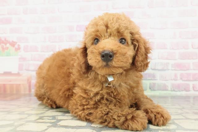 長野県のトイプードル(トイ) (Coo&RIKU松本店/2026年2月6日生まれ/男の子/レッド)の子犬の3枚目の画像