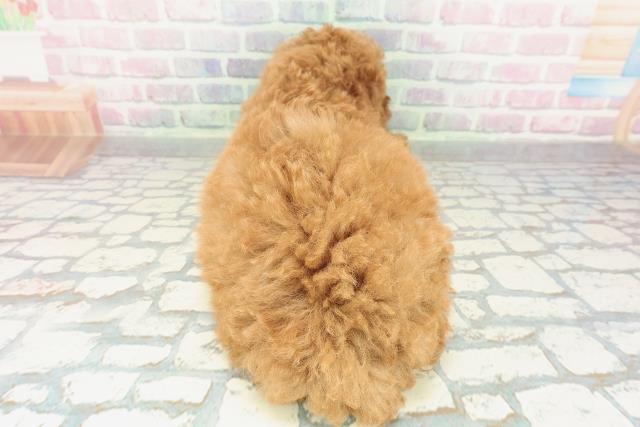 長野県のトイプードル(トイ) (Coo&RIKU松本店/2026年2月6日生まれ/男の子/レッド)の子犬の4枚目の画像