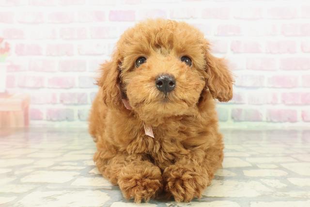 北海道のトイプードル(トイ) (Coo&RIKU北見店/2026年2月6日生まれ/女の子/レッド)の子犬の1枚目の画像