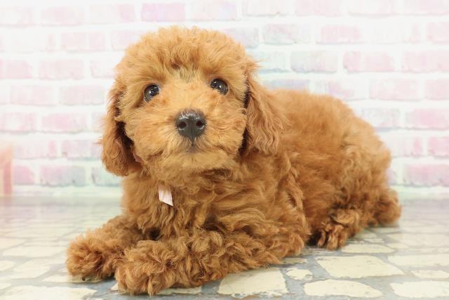 北海道のトイプードル(トイ) (Coo&RIKU北見店/2026年2月6日生まれ/女の子/レッド)の子犬の2枚目の画像