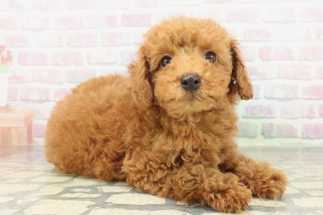 北海道のトイプードル(トイ) (Coo&RIKU北見店/2026年2月6日生まれ/女の子/レッド)の子犬の3枚目の画像