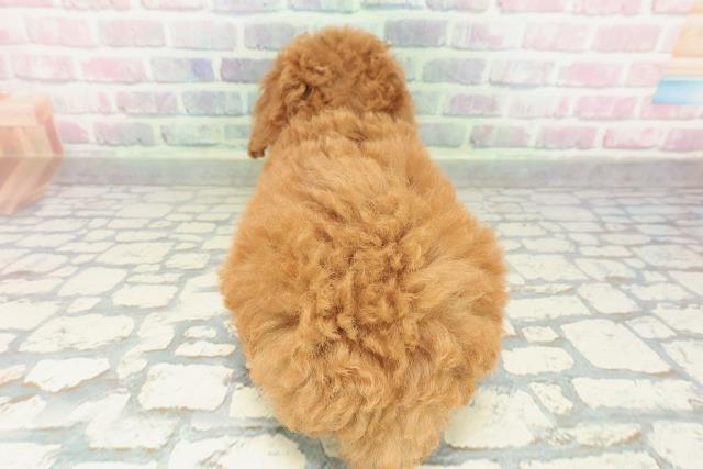 北海道のトイプードル(トイ) (Coo&RIKU北見店/2026年2月6日生まれ/女の子/レッド)の子犬の4枚目の画像