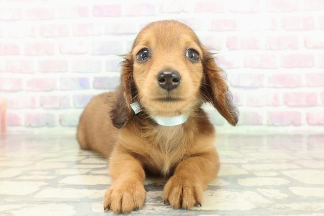 東京都のミニチュアダックスフンド(ロング) (Coo&RIKU立川店/2026年2月7日生まれ/男の子/レッド)の子犬の1枚目の画像