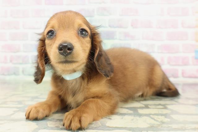 東京都のミニチュアダックスフンド(ロング) (Coo&RIKU立川店/2026年2月7日生まれ/男の子/レッド)の子犬の2枚目の画像