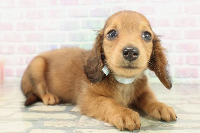 東京都のミニチュアダックスフンド(ロング) (Coo&RIKU立川店/2026年2月7日生まれ/男の子/レッド)の子犬の3枚目の画像