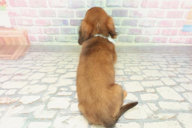 東京都のミニチュアダックスフンド(ロング) (Coo&RIKU立川店/2026年2月7日生まれ/男の子/レッド)の子犬の4枚目の画像