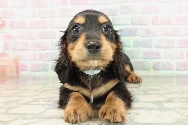 北海道のミニチュアダックスフンド(ロング) (Coo&RIKU札幌東店/2026年2月8日生まれ/男の子/ブラックタン)の子犬