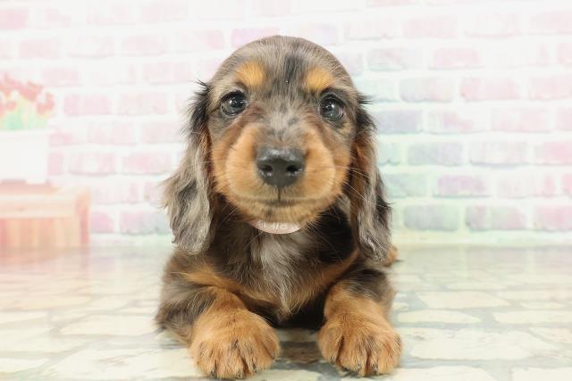 千葉県のミニチュアダックスフンド(ロング) (Coo&RIKUコメリパワー旭店/2026年2月8日生まれ/女の子/シルバーダップル)の子犬の1枚目の画像