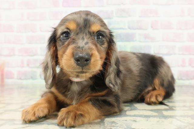 千葉県のミニチュアダックスフンド(ロング) (Coo&RIKUコメリパワー旭店/2026年2月8日生まれ/女の子/シルバーダップル)の子犬の2枚目の画像