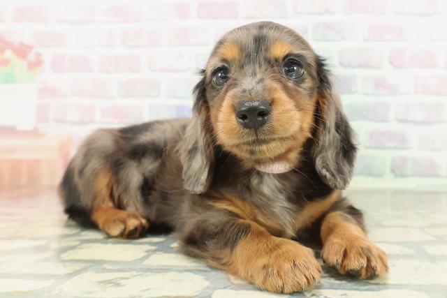 千葉県のミニチュアダックスフンド(ロング) (Coo&RIKUコメリパワー旭店/2026年2月8日生まれ/女の子/シルバーダップル)の子犬の3枚目の画像